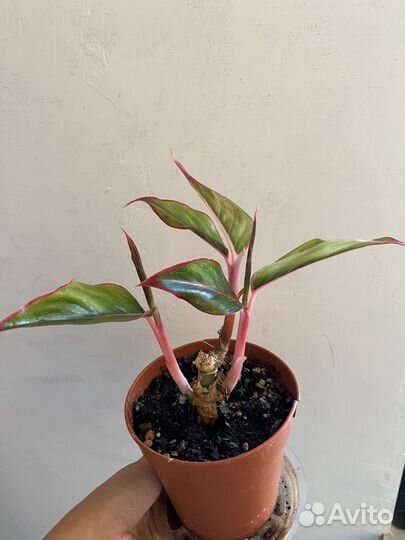 Сингониум, кротон, спатифилум, аглонема