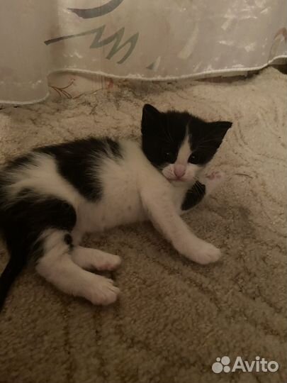 Котята бесплатнов добрые руки