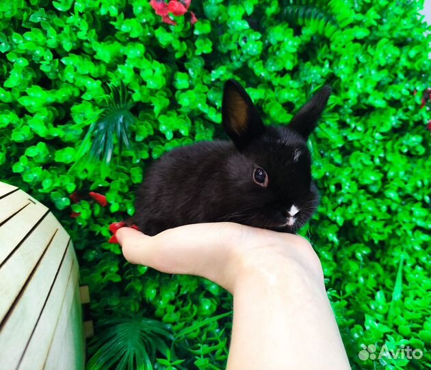 Мини карликовый кролик - львиный и другие