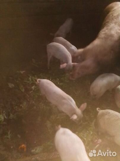 Поросята