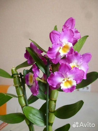 Орхидея Дендробиум