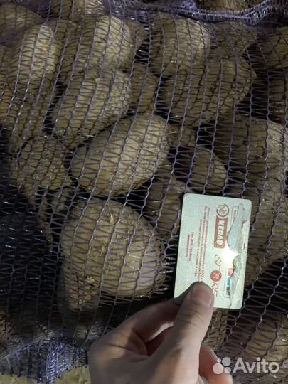 Продам картофель оптом