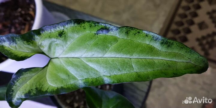 Комнатные цветы