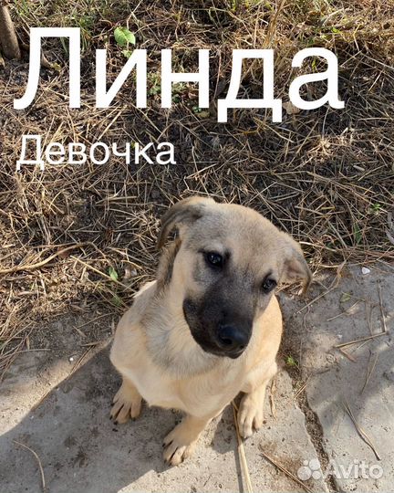 Щенки в самые добрые руки