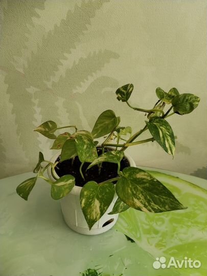 Сциндапсус и хлорофитум