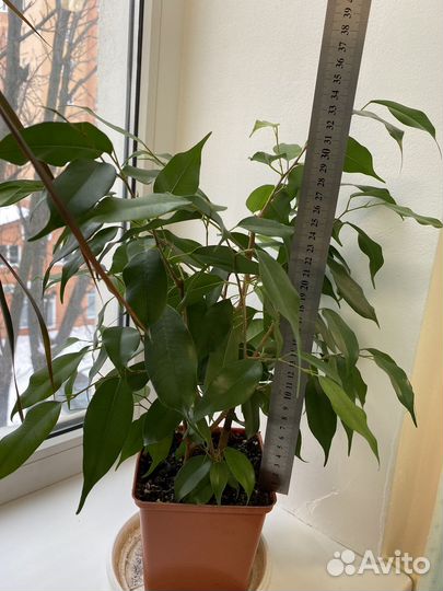 Фикус бенджамина Даниель