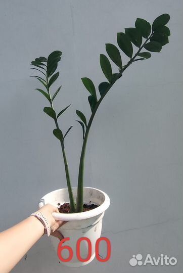 Долларовое дерево (Замиокулькас)