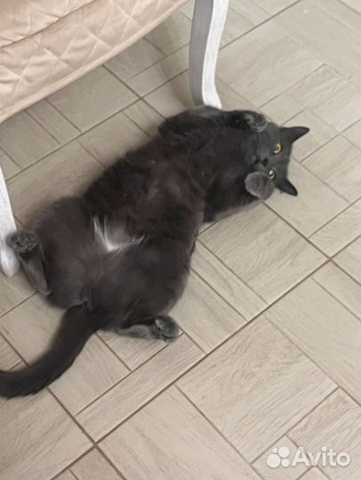 Потерялась кошка