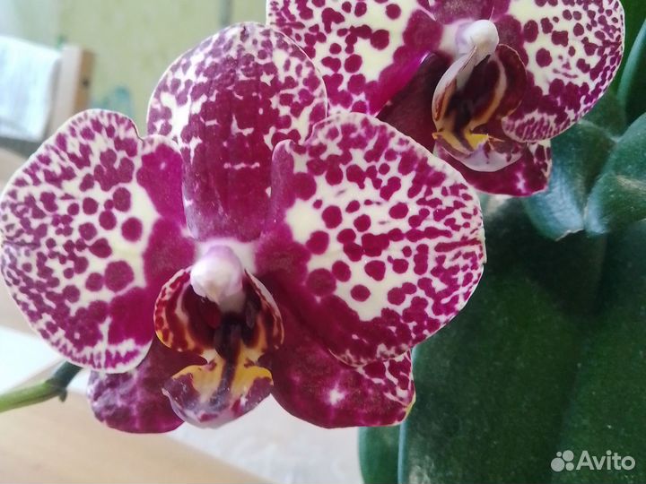 Орхидея фаленопсис Леопард