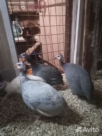 Цесари