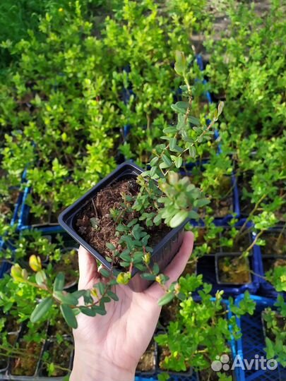 Клюква садовая крупноплодная с зкс (в горшке)