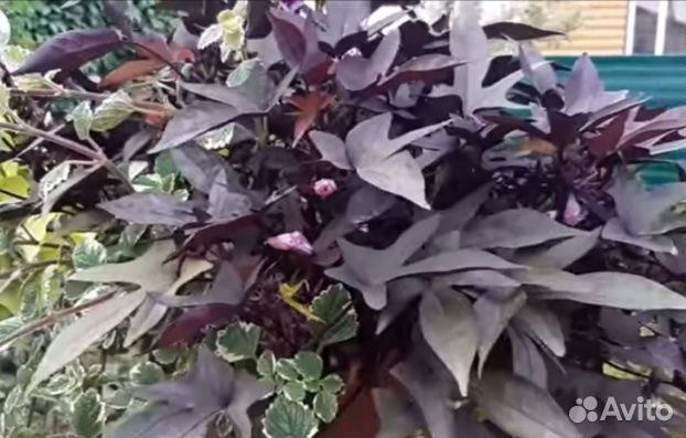 Ипомея батат