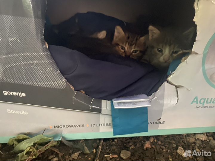 Помогите спасти жизнь