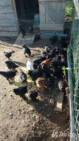 Цыплята 2 месяца