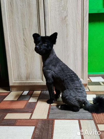 Собака бесплатно