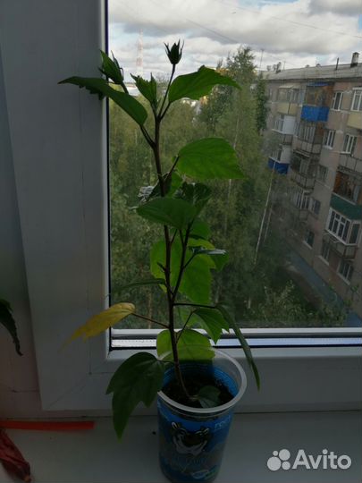 Гибискус (китайская роза)