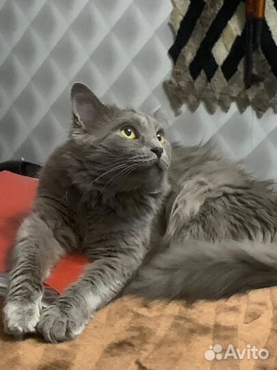 Отдам в добрые руки