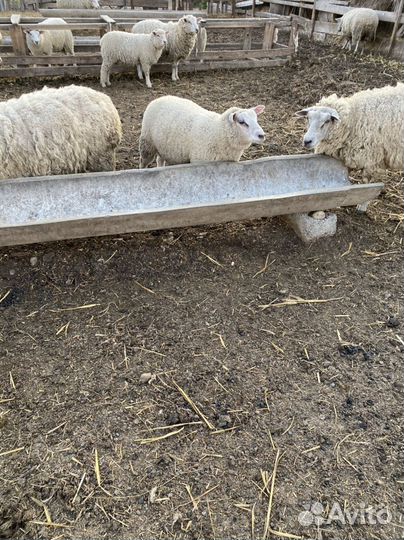 Баранчики на племя