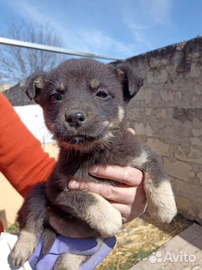 Щенки бесплатно