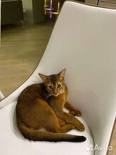 Абиссинский кот вязка