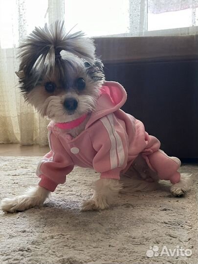 Девочка мини бивер ищет мальчика для вязки