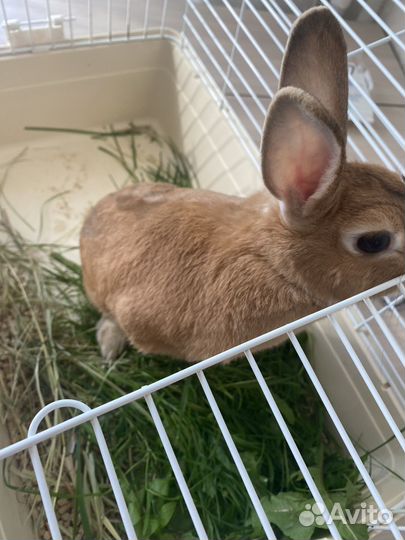 Кролик для вязки