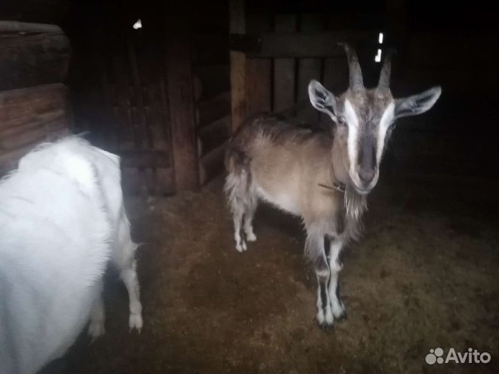 Овцы и козы