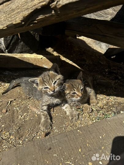 Котенок бесплатно