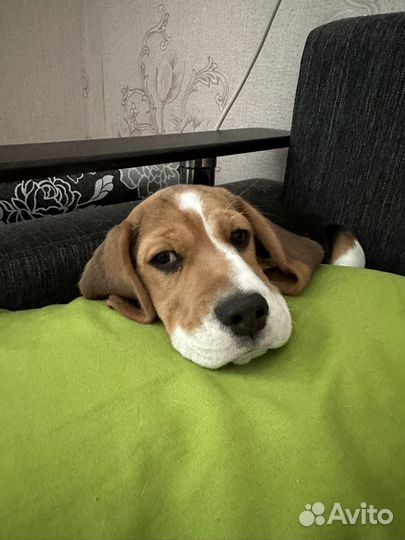 Щенки бигль