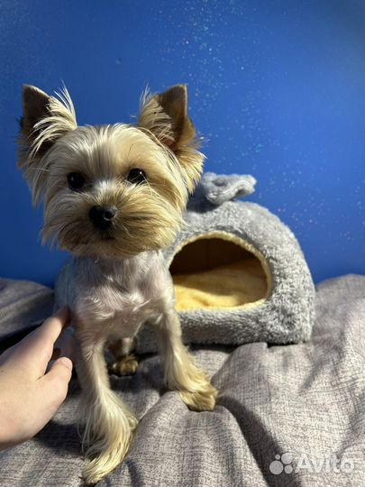 Домик для кошек и собак