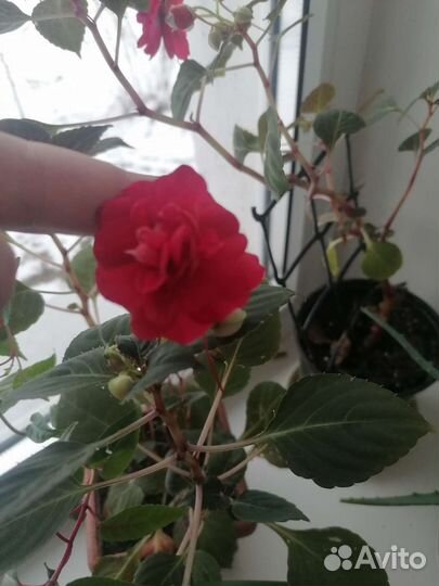 Сингониум, бальзамин, бегония