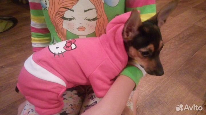 Комбинезон для собачки