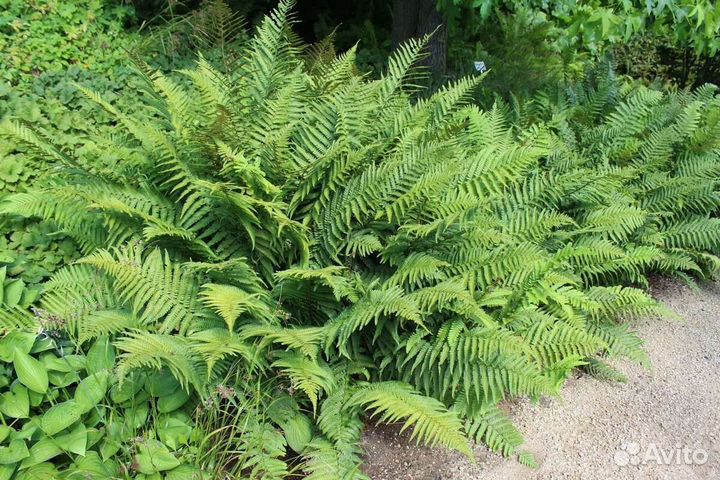 Папоротник страусник