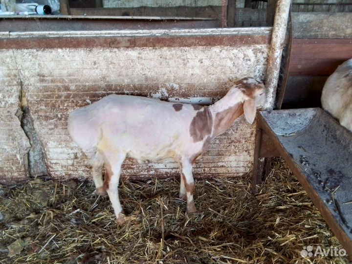 Курдючные бараны