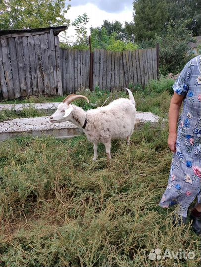 Чешский козел