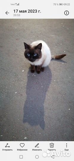 Котородители найдитесь