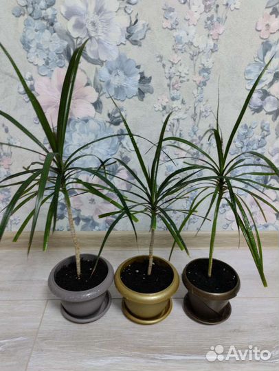 Комнатные растения цветы