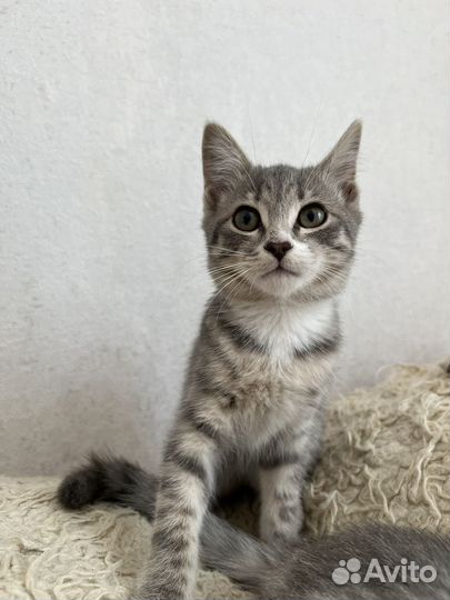 Кошечка в добрые руки