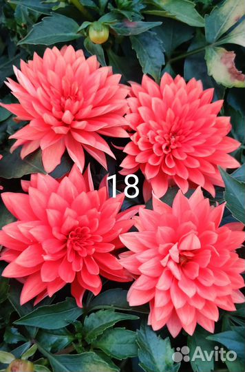 Георгины вегетативные 13 сортов