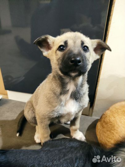 Щенки в добрые руки