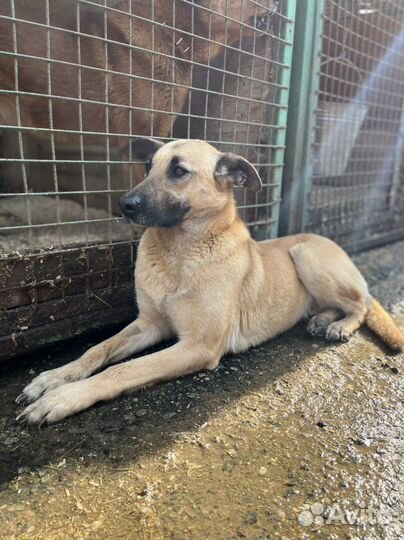 Собака Милая Лира из приюта