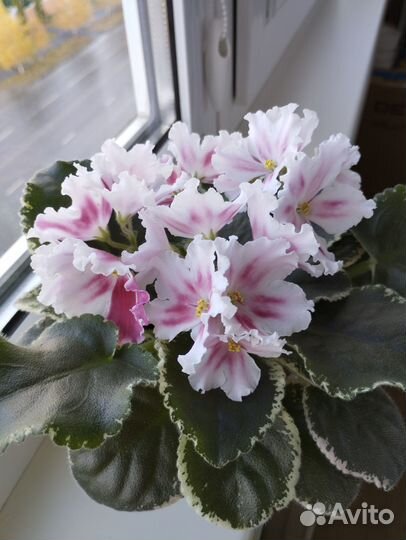 Сортовые фиалки