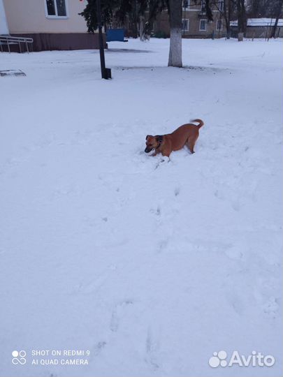 Собака в добрые руки