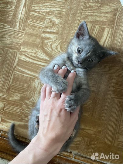 Котенок 2 месяца в добрые ручки