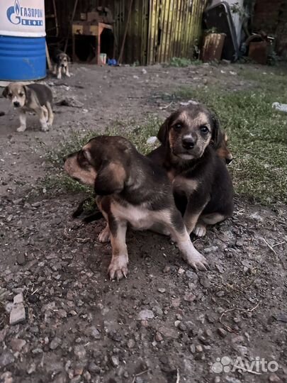 Щенки русской гончей
