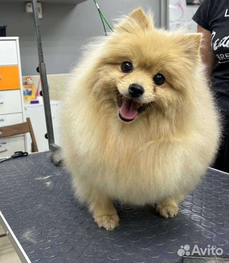 Передержка для животных