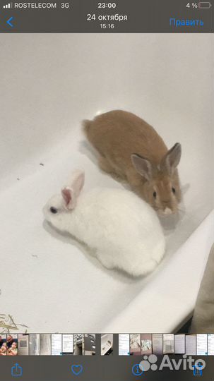 Декоративные кролики