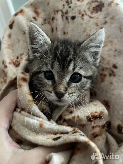 Котенка Мася