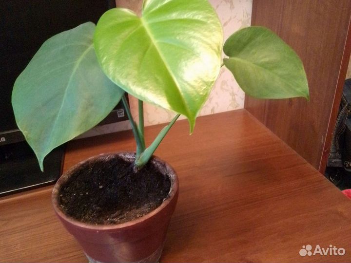 Комнатные цветы