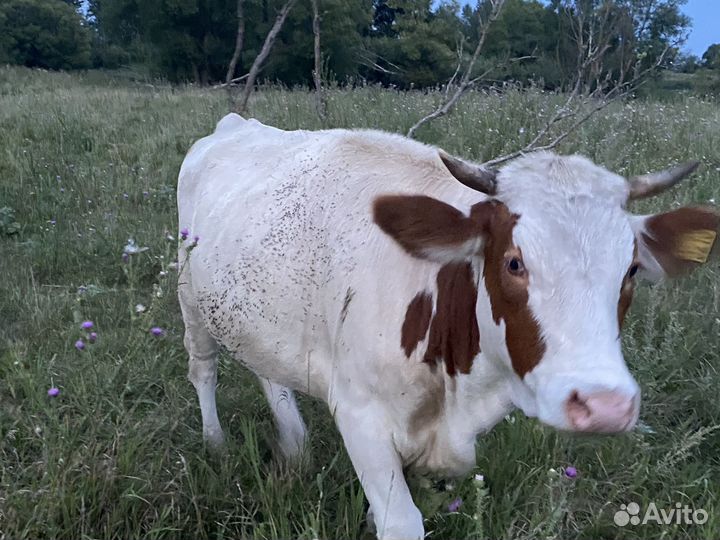 Мясная телочка